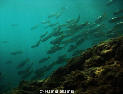 School of fish in afternoon by Hamid Shamsi 
